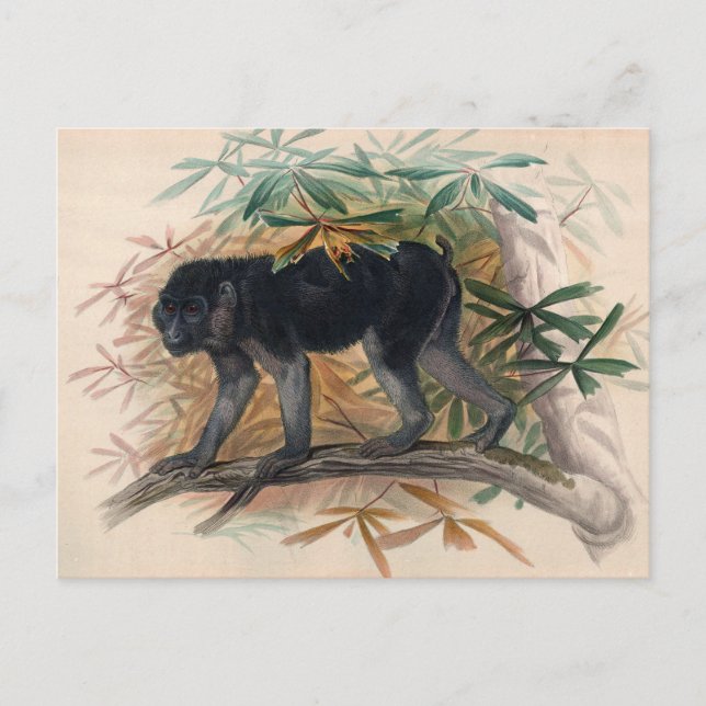 Das Ashy-Black Ape von Joseph Wolf Postkarte (Vorderseite)