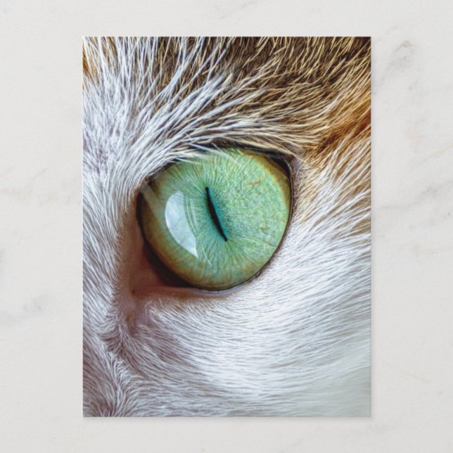 Das Auge der schönen Grünen Katze fasziniert Postkarte (Vorderseite)
