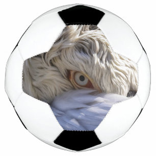 Das Auge eines Pelikanen Fußball