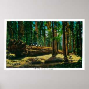 Das Auto loggt sich im Riesenwald, Redwood Poster