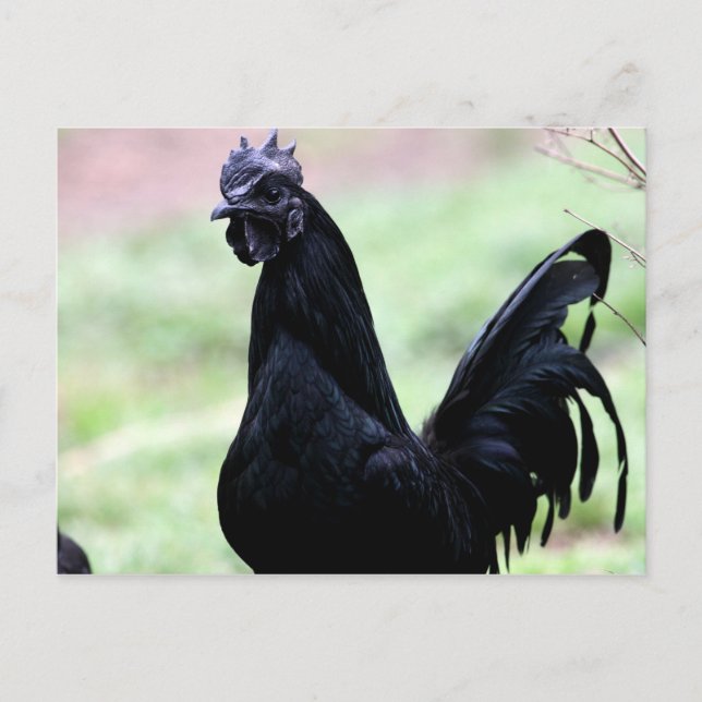 Das Ayam Cemani-Rooster heißt Vlad Postkarte (Vorderseite)