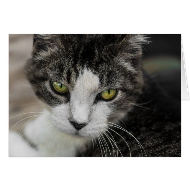 Das Baby-Look (Vorderseite (Horizontal))