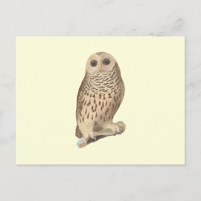 Das Barred Owl (Ulula nebulosa) De Kays neuartige  Postkarte (Vorderseite)