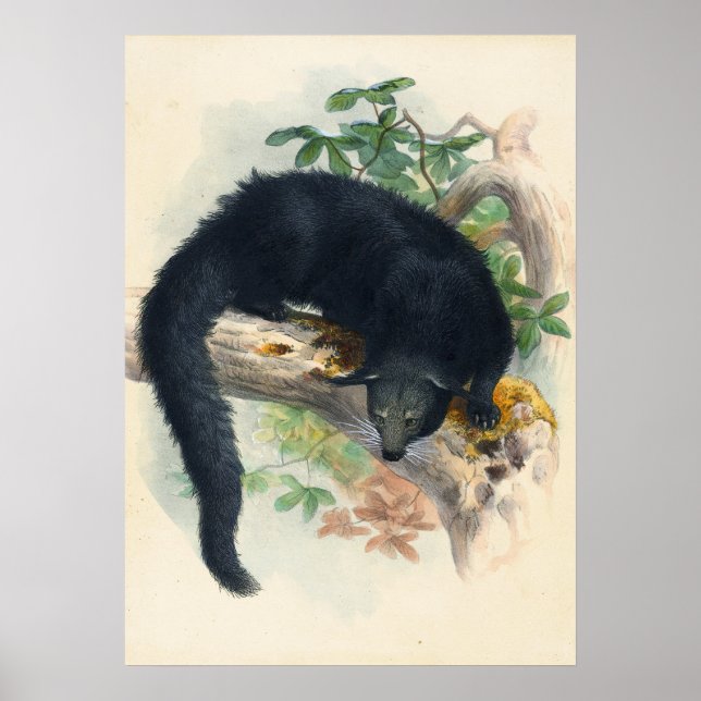 Das Binturong von Joseph Wolf Poster (Vorne)