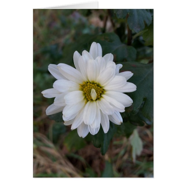 Das Blatt wurde aufgeblendet (Vorne)