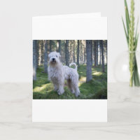 das caoted Weiche wheten Terrier voll im Holz