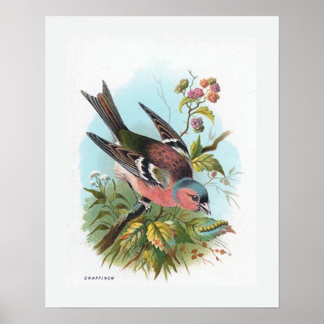 Das Chaffinch Poster (Vorne)