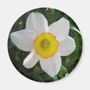 Das Daffodil Magnet