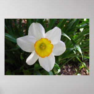 Das Daffodil Poster