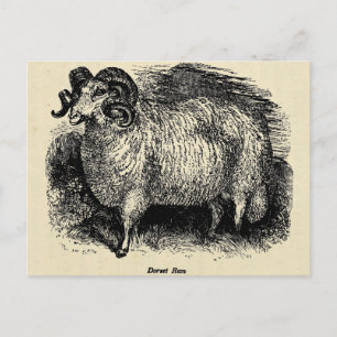 Das Dorset Postkarte