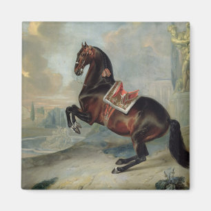 Das dunkle Buchtpferd 'Valido Magnet