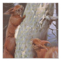DAS EICHHÖRNCHEN (Sciurus vulgaris)