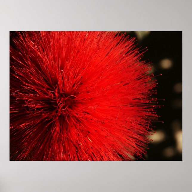 Das Feuer der Natur Poster (Vorne)