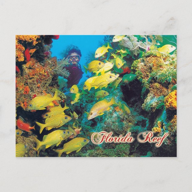 Das Florida-Riff in den Florida-Keys Postkarte (Vorderseite)