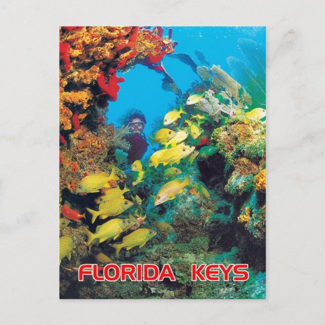 Das Florida-Riff in den Florida-Keys Postkarte (Vorderseite)