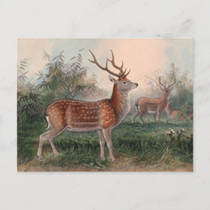 Das Formosan Deer von Joseph Wolf Postkarte