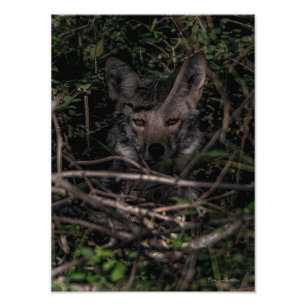 Das Foto der kleinen Mama Guemes Island Print