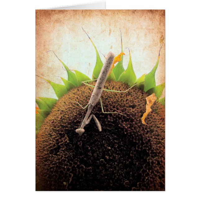 Das Gebet um Sonnenschein (Vorne)