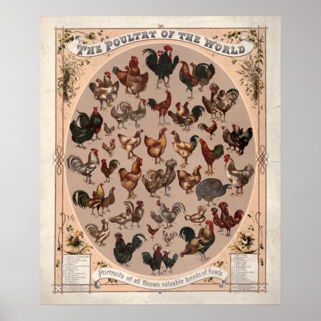Das Geflügel der Vintagen Hühnerzucht der Welt Poster (Vorne)