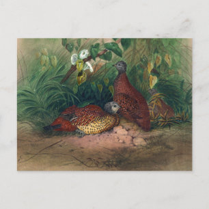 Das gemalte Sporenfußhuhn von Joseph Wolf Postkarte