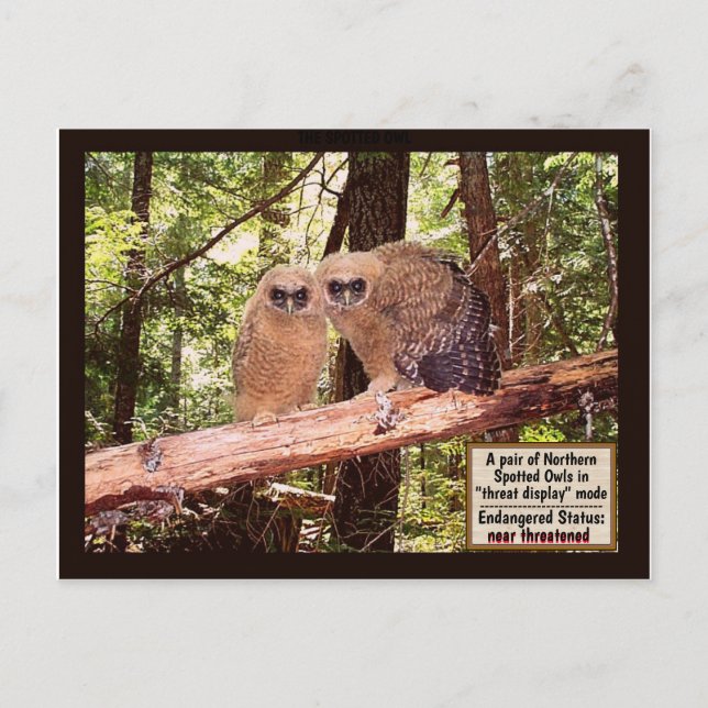 DAS GEPUNKTETE EIGENTUM: POSTCARD #2 POSTKARTE (Vorderseite)