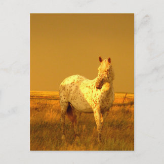 Das Gepunktete Pferd im goldenen Glühen einer Prär Postkarte