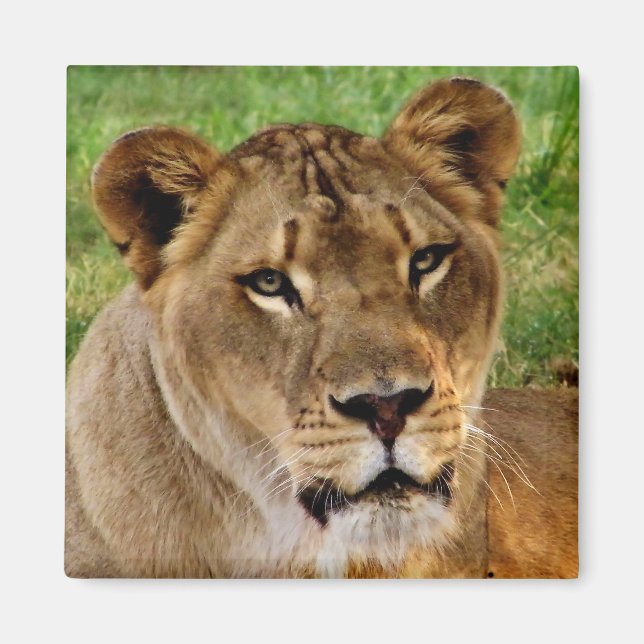 Das Gesicht einer Königin Magnet (Vorne)