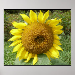 DAS GIANT SUNFLOWER-Poster Poster