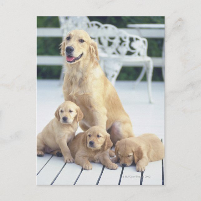 Das Golden Retriever ist relativ modern und Postkarte (Vorderseite)