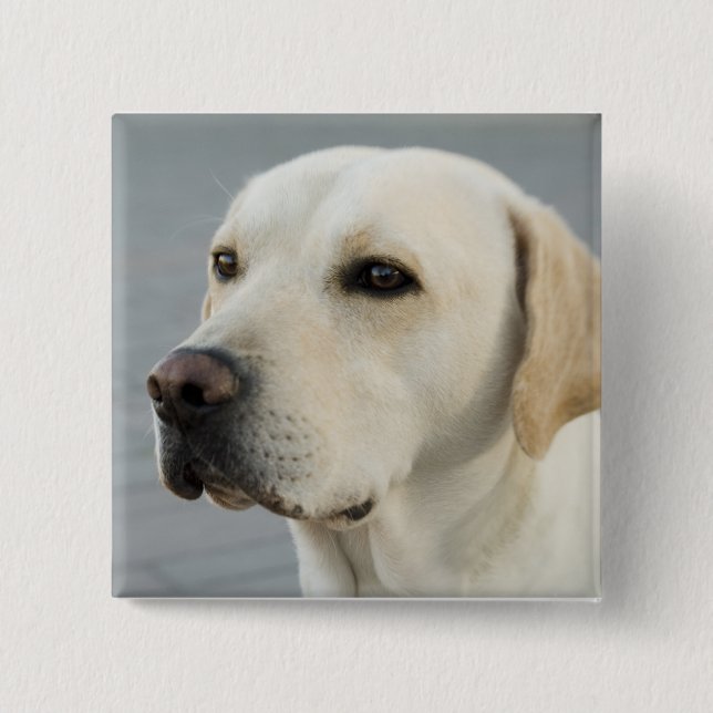 Das goldene Labrador Button (Vorderseite)