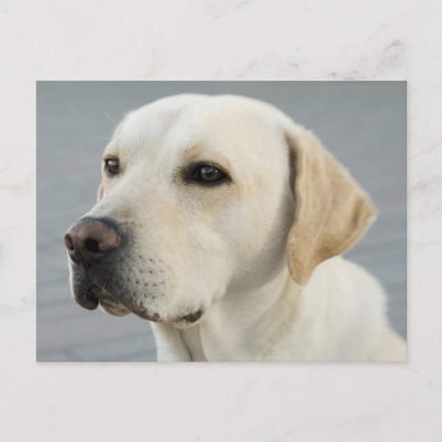 Das goldene Labrador Postkarte (Vorderseite)