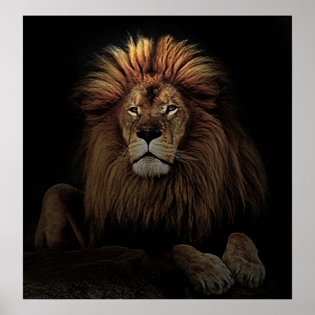 Das goldene, stolze Lion Africa Poster (Vorne)
