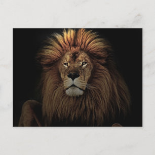 Das goldene, stolze Lion Africa Postkarte
