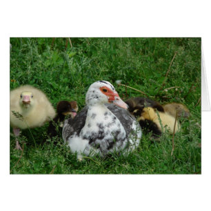 Das Gosling sagt: "Verlass Mommy allein!"