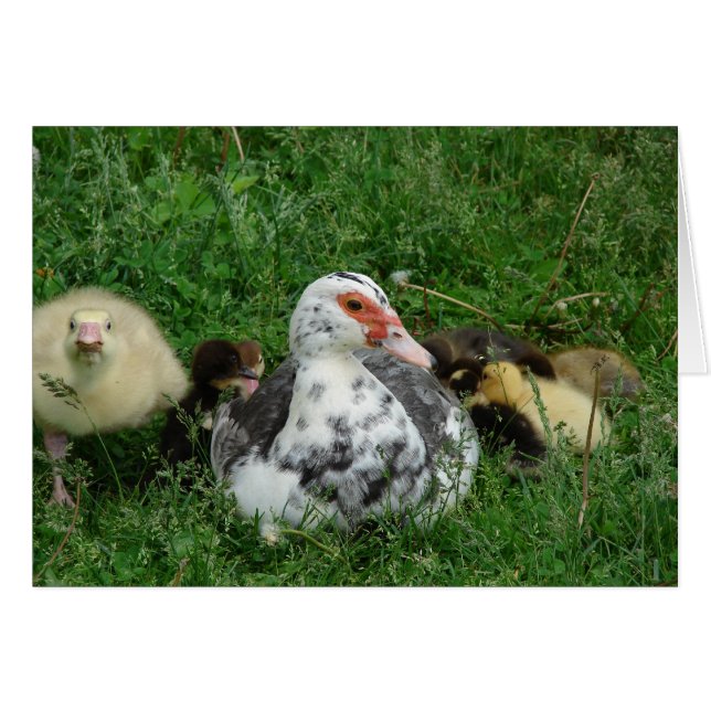 Das Gosling sagt: "Verlass Mommy allein!" (Vorderseite (Horizontal))