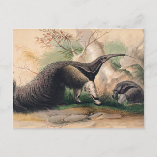 Das große Antlitz von Joseph Wolf Postkarte