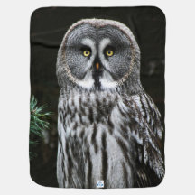 Das große graue Owl Bbi