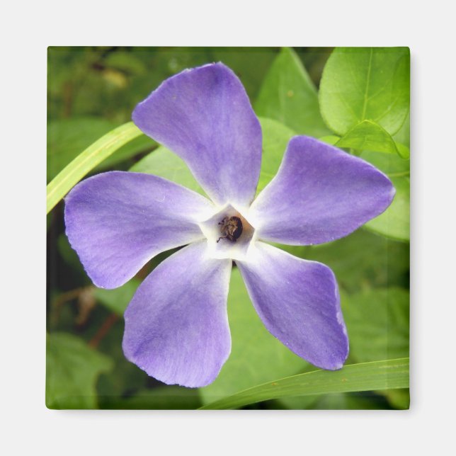 Das große Periwinkle Magnet (Vorne)