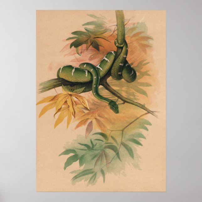 Das grüne Boa von Joseph Wolf Poster (Vorne)