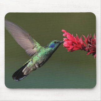 Das grüne Violetear Mousepad