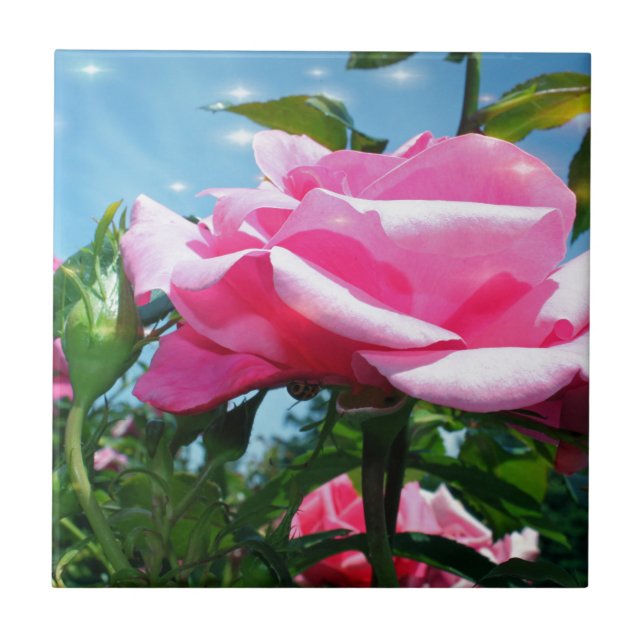 Das herrliche Rosa erhob sich am blauen Himmel. Bl Fliese (Vorderseite)