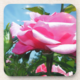 Das herrliche Rosa erhob sich am blauen Himmel. Bl Getränkeuntersetzer