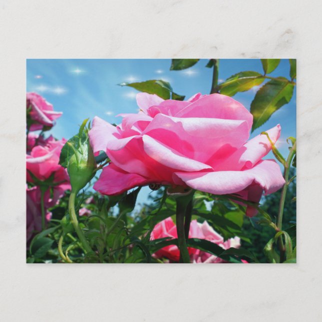 Das herrliche Rosa erhob sich am blauen Himmel. Bl Postkarte (Vorderseite)