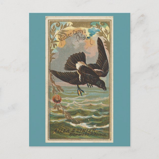 Das Huhn der Mutter Carey Postkarte (Vorderseite)