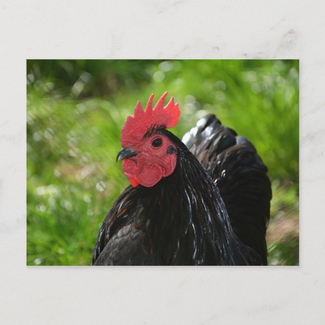 Das Huhn Postkarte (Vorderseite)