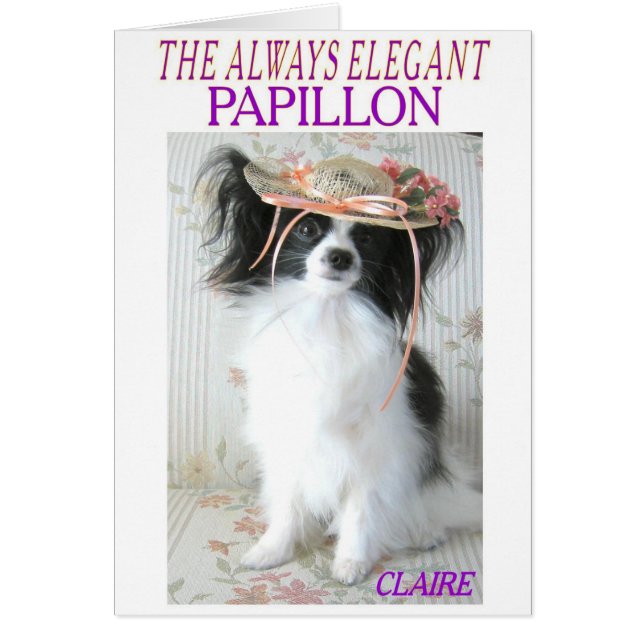 DAS IMMER ELEGANTE PAPILLON (Vorne)