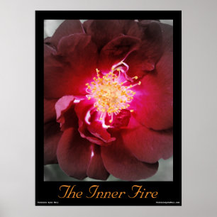 Das innere Feuer - Rosen-Fotografie-Plakat Poster