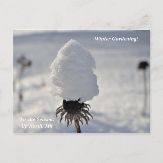 'Das ist der Wintergarten der Jahreszeit bis zum N Postkarte (Vorderseite)