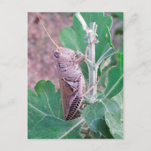 Das ist ein Grasshopper Postkarte