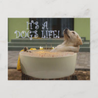 Das ist ein Leben für Hunde nach Karte